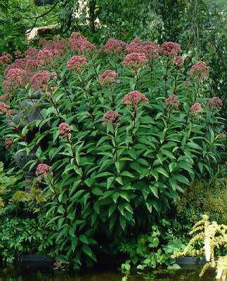 eupatorium purpure