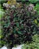 eupatorium rugosum