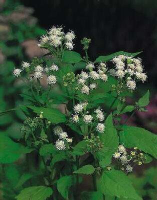 eupatorium rugosum