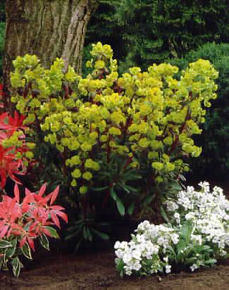 euphorbia amygloid