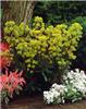 euphorbia amygloid