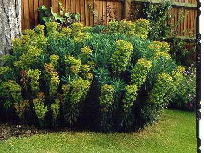 euphorbia characia