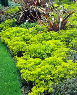 euphorbia cypariss