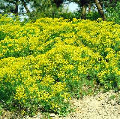 euphorbia cypariss