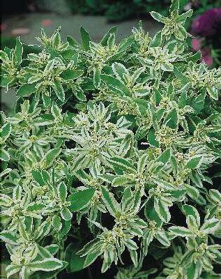 euphorbia griffith