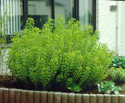 euphorbia martinii