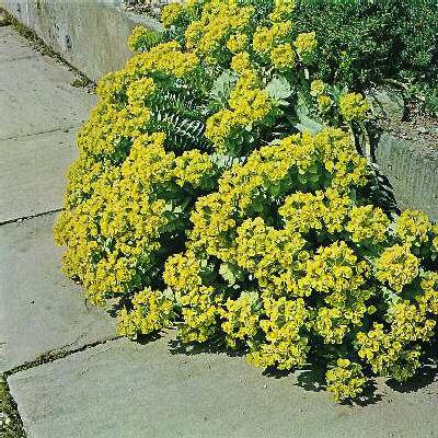 euphorbia myrsinit