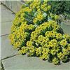euphorbia myrsinit