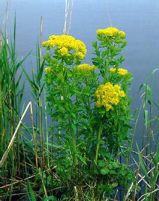euphorbia palustri