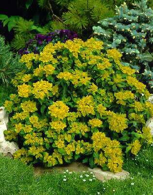 euphorbia polychro