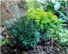 euphorbia red wing