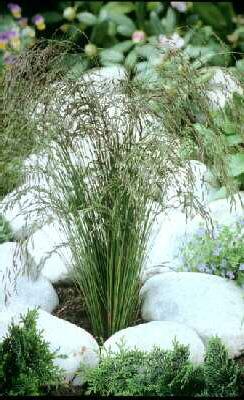 festuca amethystin