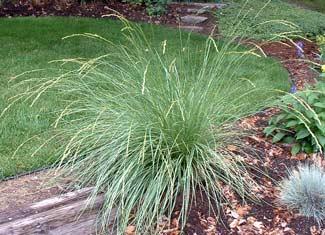 festuca-mairei