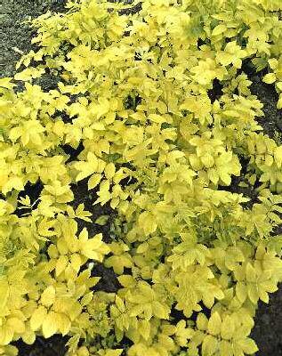 filipendula ulmari