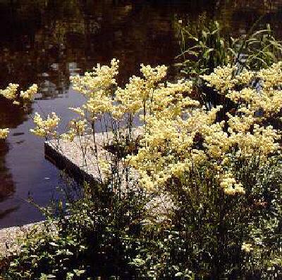 filipendula ulmari