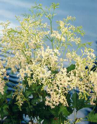 filipendula ulmari