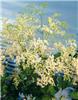 filipendula ulmari
