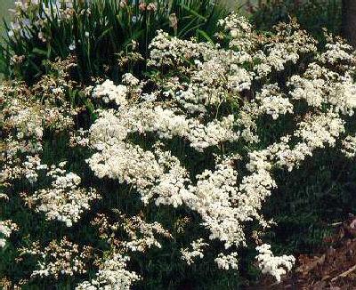 filipendula vulgar