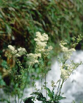 filipendula vulgar