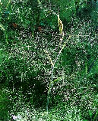 foeniculum vulgare
