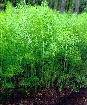 foeniculum vulgare