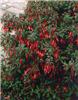 fuchsia magellanic