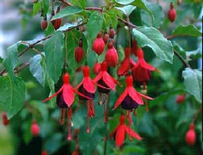 fuchsia mrs. poppl