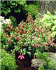 fuchsia tom thumb