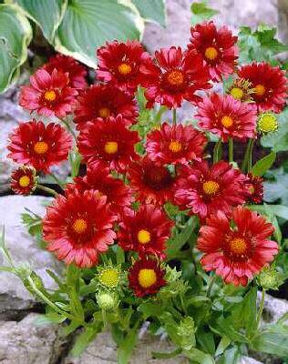 gaillardia bremen