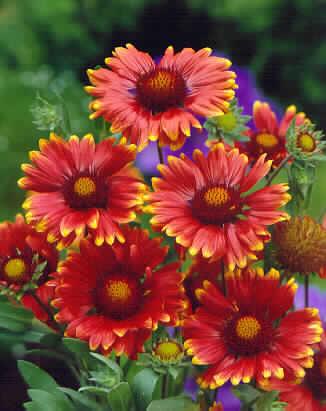 gaillardia burgund