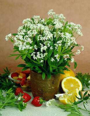 galium odoratum