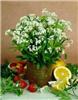 galium odoratum