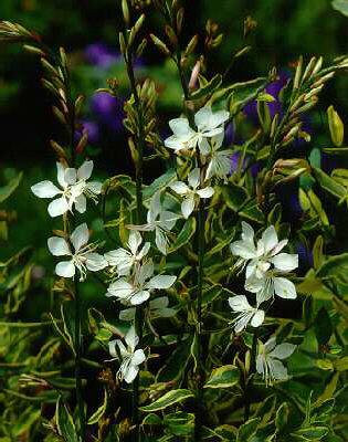 gaura lindheimeri 