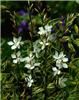 gaura lindheimeri 