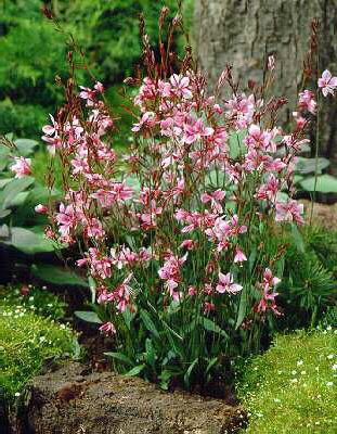 gaura lindheimeri 