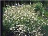 gaura lindheimeri 