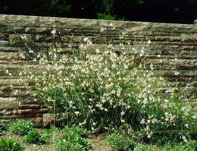 gaura lindheimeri