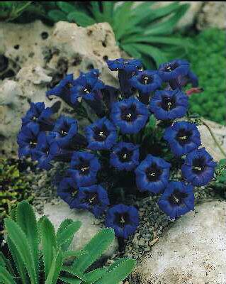 gentiana acaulis