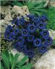 gentiana acaulis