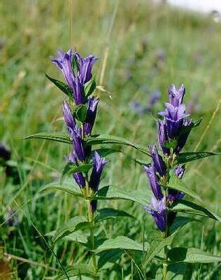 gentiana asclepiad