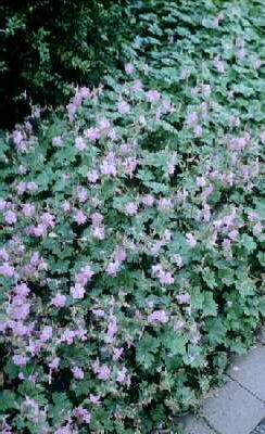 geranium cantabrig