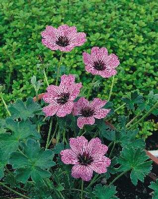 geranium cinereum 