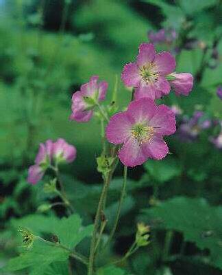 geranium cinereum 