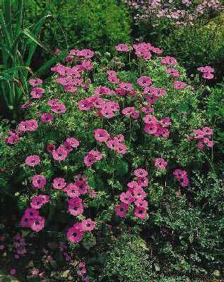 geranium cinereum 