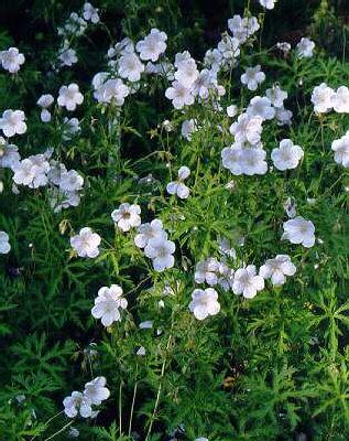 geranium clarkei k