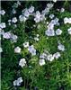 geranium clarkei k