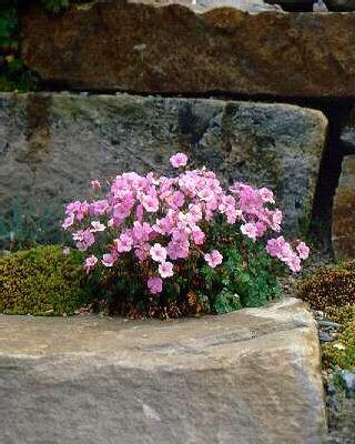 geranium dalmaticu