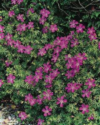 geranium endressii