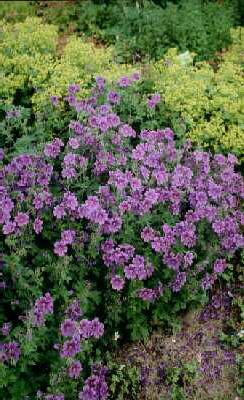 geranium ibericum