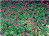 geranium macrorrhi